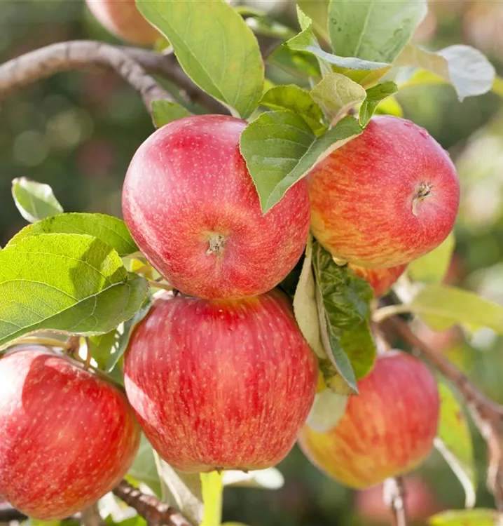 Säulenapfel - Malus (Säulenapfel) 'Galahad'