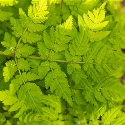 Topfgrösse 1 Liter - Süssdolde - Myrrhis odorata