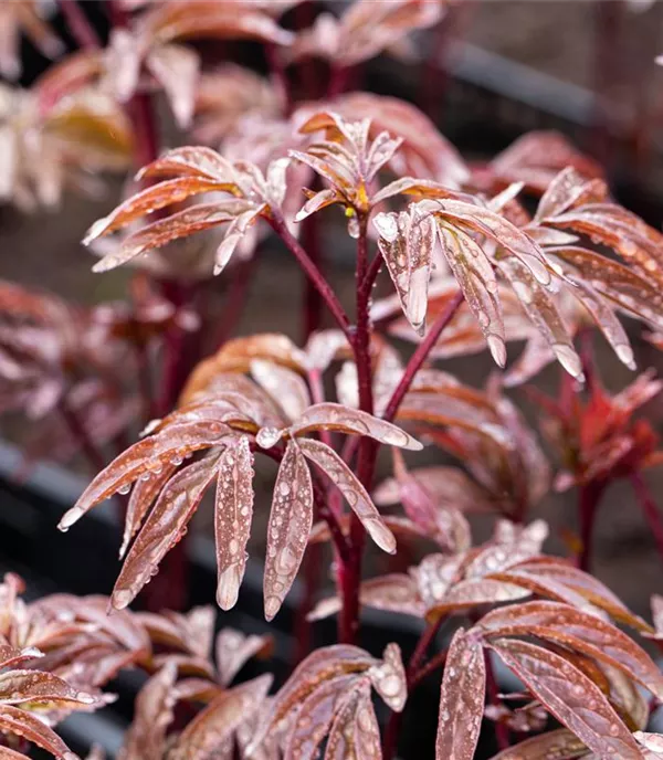 Paeonia (Lactiflora-Gruppe) 'Karl Rosenfield'