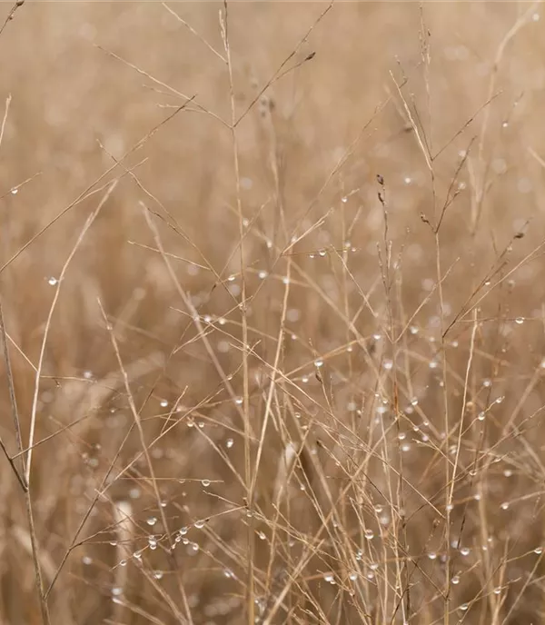 Panicum virgatum 'Heavy Metal'