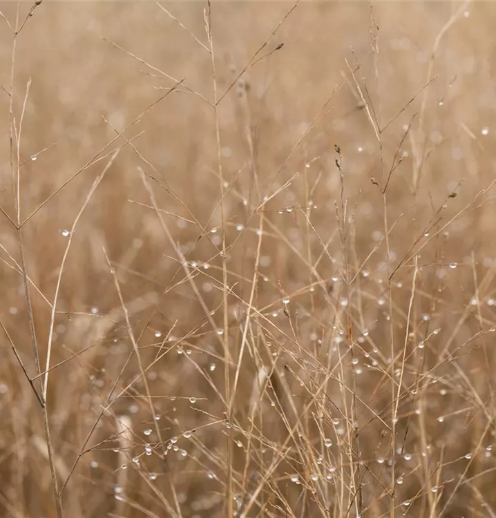 Rutenhirse - Panicum virgatum 'Heavy Metal'