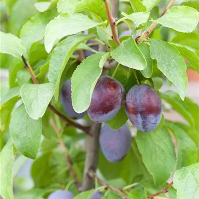 im Container - Säulenzwetschge - Prunus (Säulenzwetschge) 'Liane'