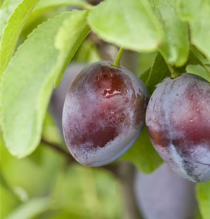 Prunus (Zwetschge) 'Bühler Frühzwetschge'