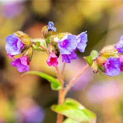 Topfgrösse 0.5 Liter - Lungenkraut - Pulmonaria angustifolia 'Azurea'