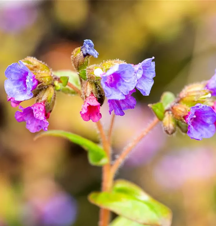 Lungenkraut - Pulmonaria angustifolia 'Azurea'