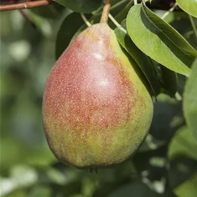 Pyramide wurzelnackt - Birne 'Harrow Sweet' - Pyrus (Birne) 'Harrow Sweet'