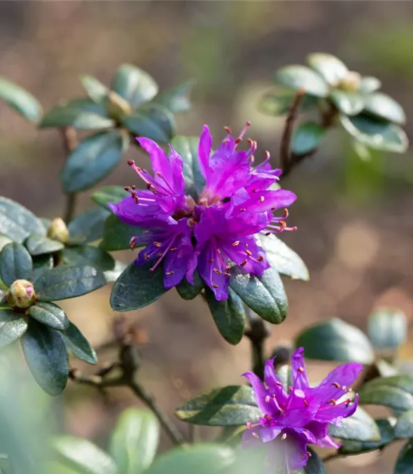 Rhododendron russatum