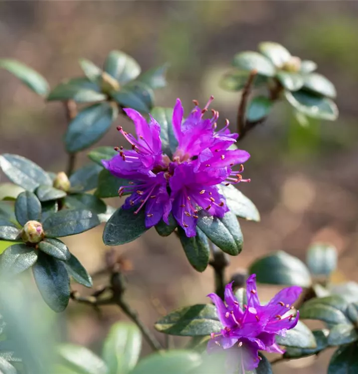 Rhododendron - Rhododendron russatum