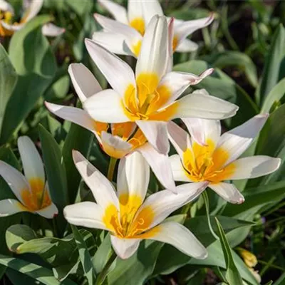 Topfgrösse 1 Liter - Wiildtulpe - Tulipa tarda