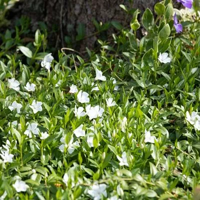 Topfgrösse 0.5 Liter - Kleines Immergrün - Vinca minor 'Alba'