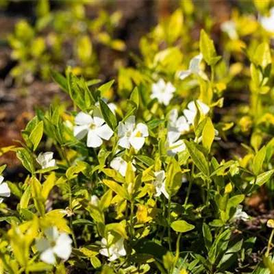 Topfgrösse 0.5 Liter - Kleines Immergrün - Vinca minor 'Gertrude Jekyll'