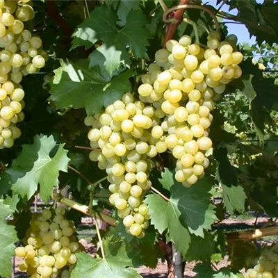 Topfgrösse 4 Liter - Vitis (Hybridrebe) 'Talizman'