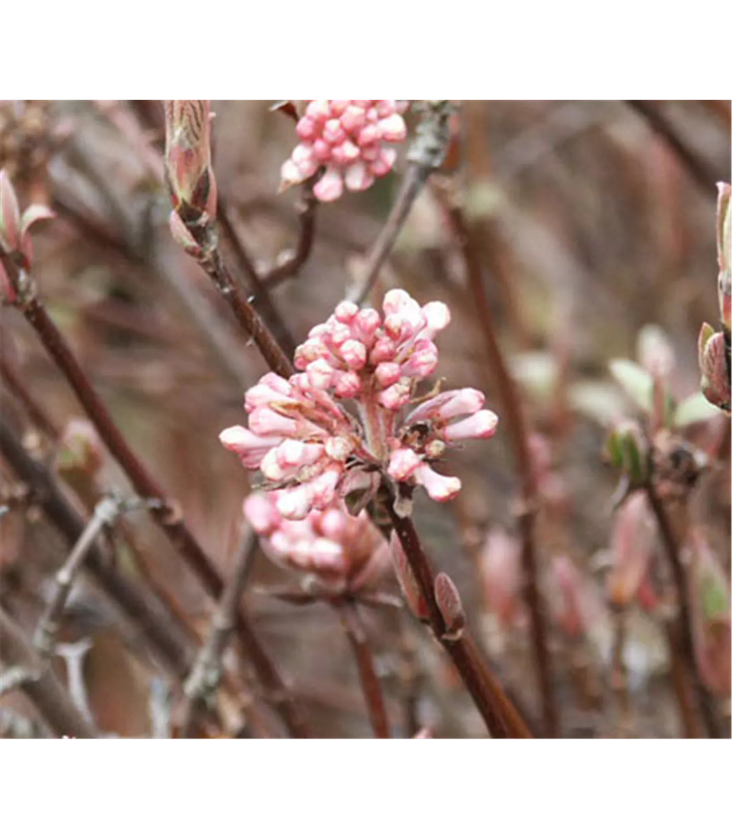 Viburnum farreri 'Nanum'