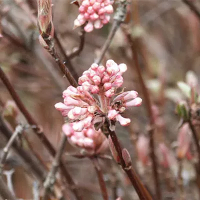 im Container 40 - 50 - Schneeball - Viburnum farreri 'Nanum'