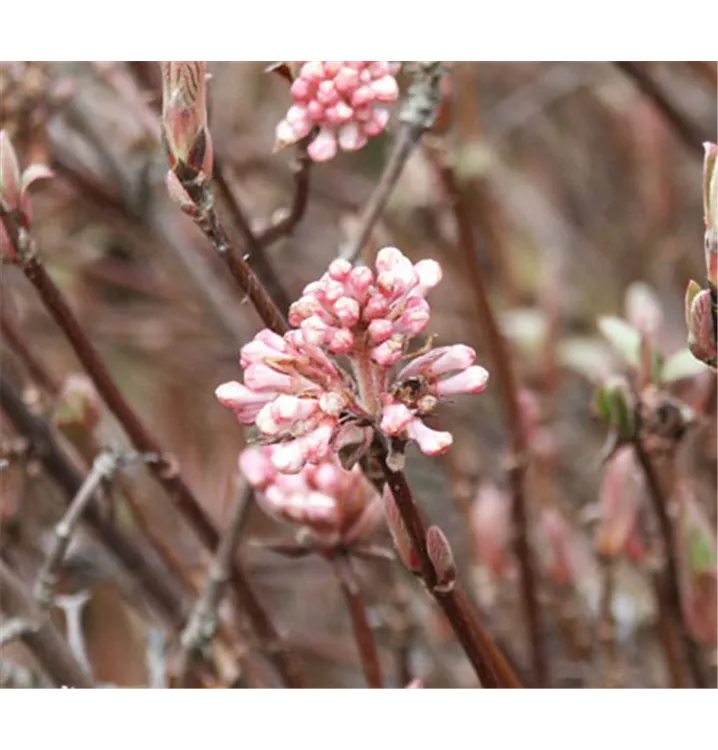 Schneeball - Viburnum farreri 'Nanum'