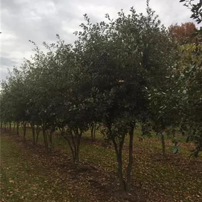 im Container Höhe 300-350cm - Steineiche Schirmform - Quercus ilex Schirmform