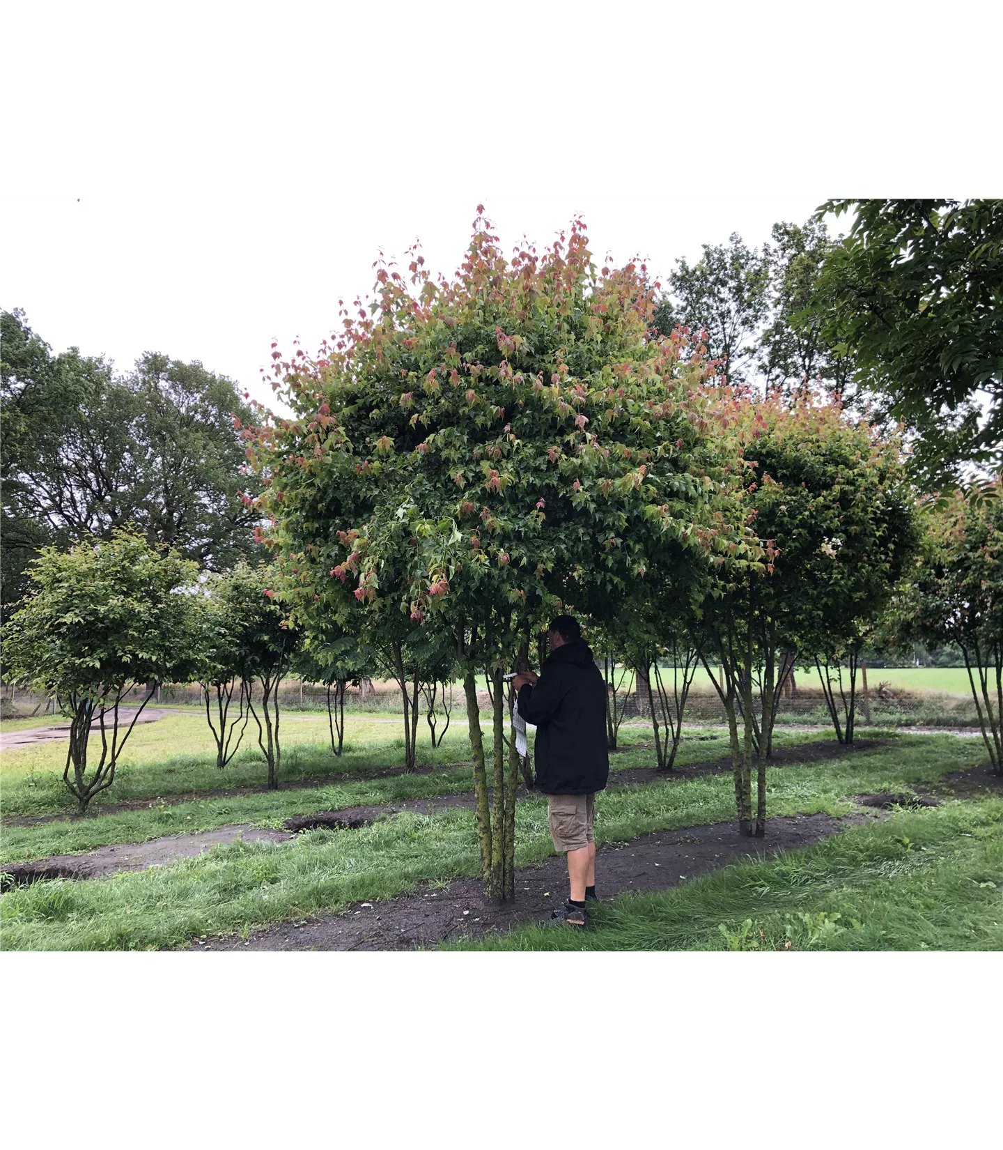 Acer buergerianum Schirmform