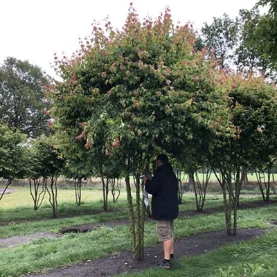 mit Ballen Höhe 300cm, Breite 350cm - Dreizahnahorn Schirmform - Acer buergerianum Schirmform