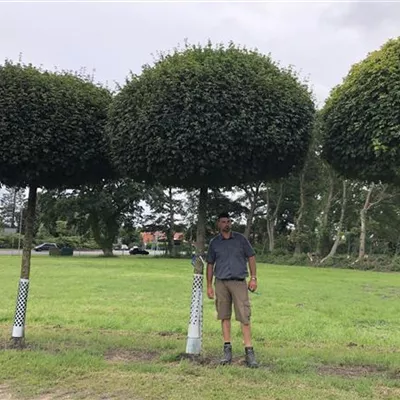 Hochstamm mit Ballen Grösse 35-40cm - Kugel-Feldahorn 'Nanum' - Acer campestre 'Nanum'