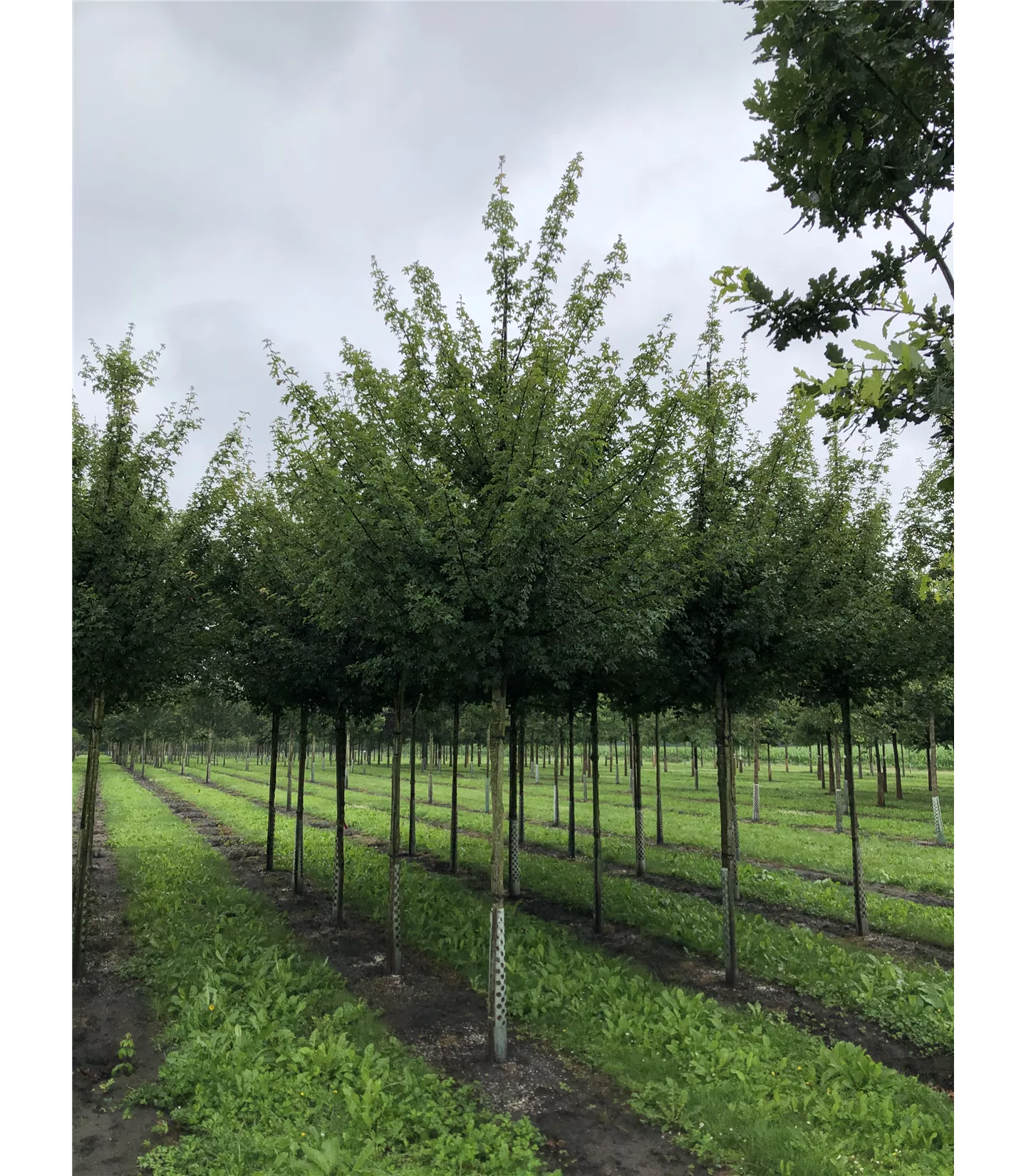 Acer campestre 'Elsrijk'