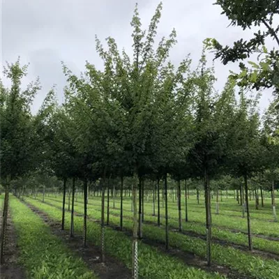 Hochstamm im Container Stammumfang 10 - 12cm - Feldahorn - Acer campestre 'Elsrijk'