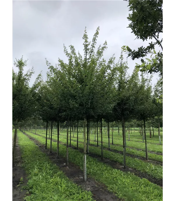 Acer campestre 'Elsrijk'