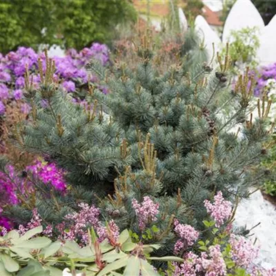 Container 70 - 80 - Mädchenkiefer - Pinus parviflora 'Negishi'