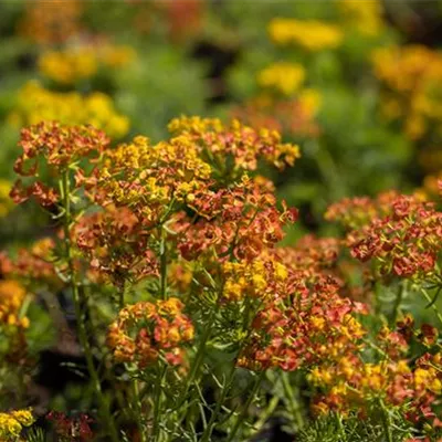 Topfgröße 0,5 Liter - Zypressen-Wolfsmilch - Euphorbia cyparissias