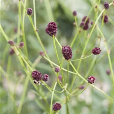 Topfgrösse 0.5 Liter - Wiesenkonopf - Sanguisorba officinalis