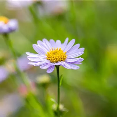 Topfgrösse 0.5 Liter - Bergaster - Aster amellus