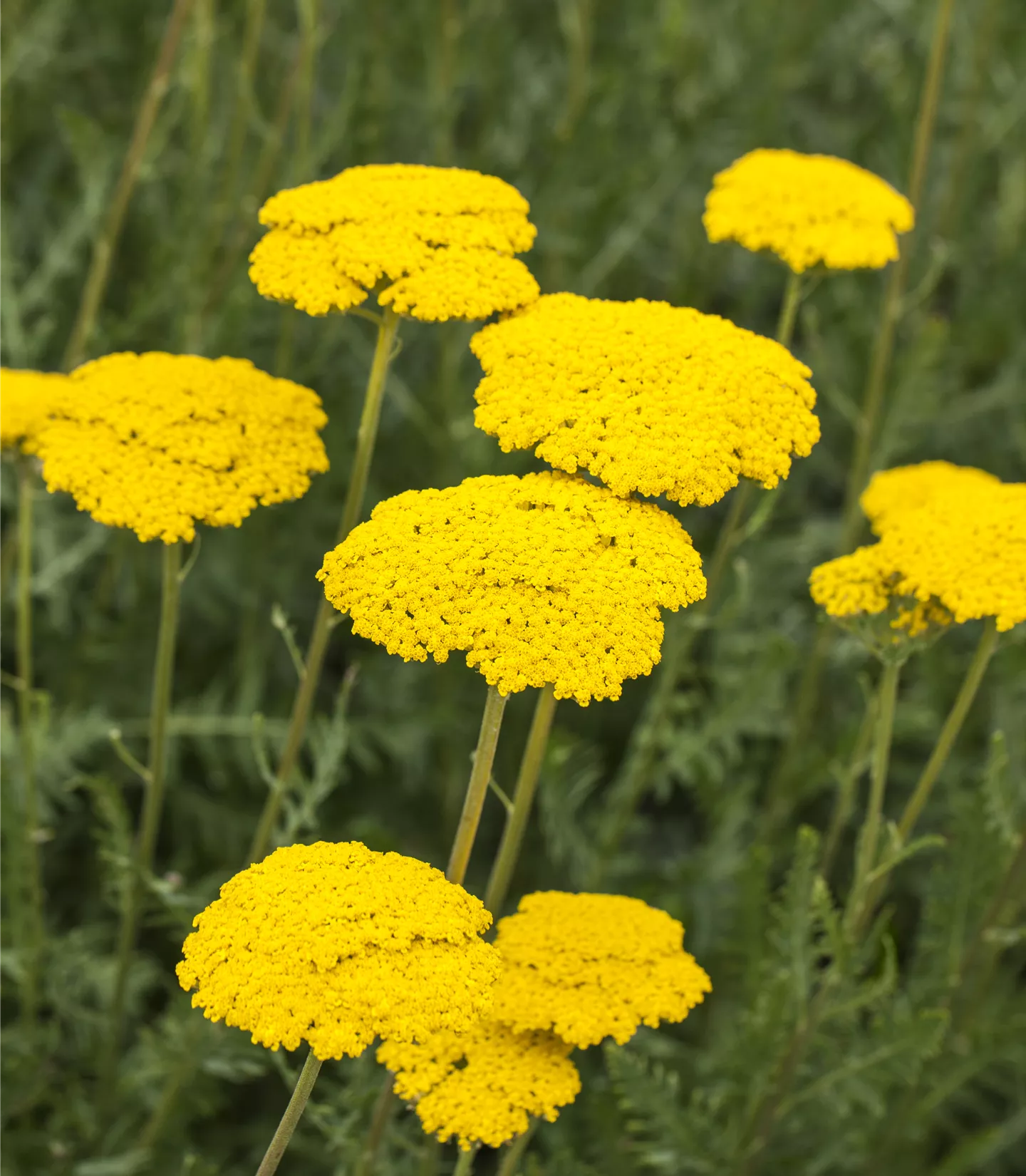 Achillea filip. 'Parker'