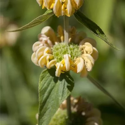 Topfgrösse 0.5 Liter - Brandkraut - Phlomis russeliana