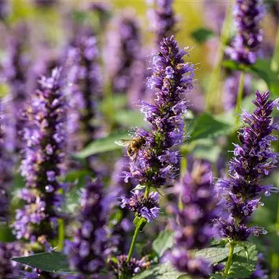 Topfgrösse 1 Liter - Agastache rugosa 'Black Adder'