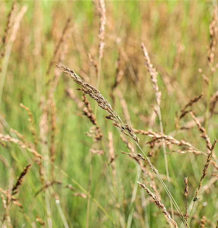 Molinia caerulea 'Dauerstrahl'