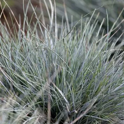 Topfgrösse 0.5 Liter - Festuca cinerea