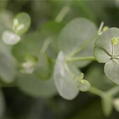 Container 70 - 80 - Eukalyptus - Eucalyptus gunnii Solitär