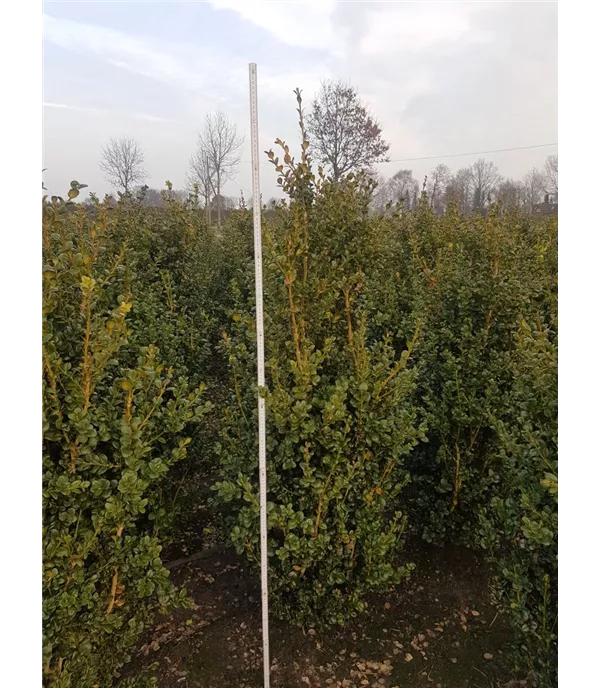 Buxus sempervirens 'Rotundifolia' Heckenpflanze