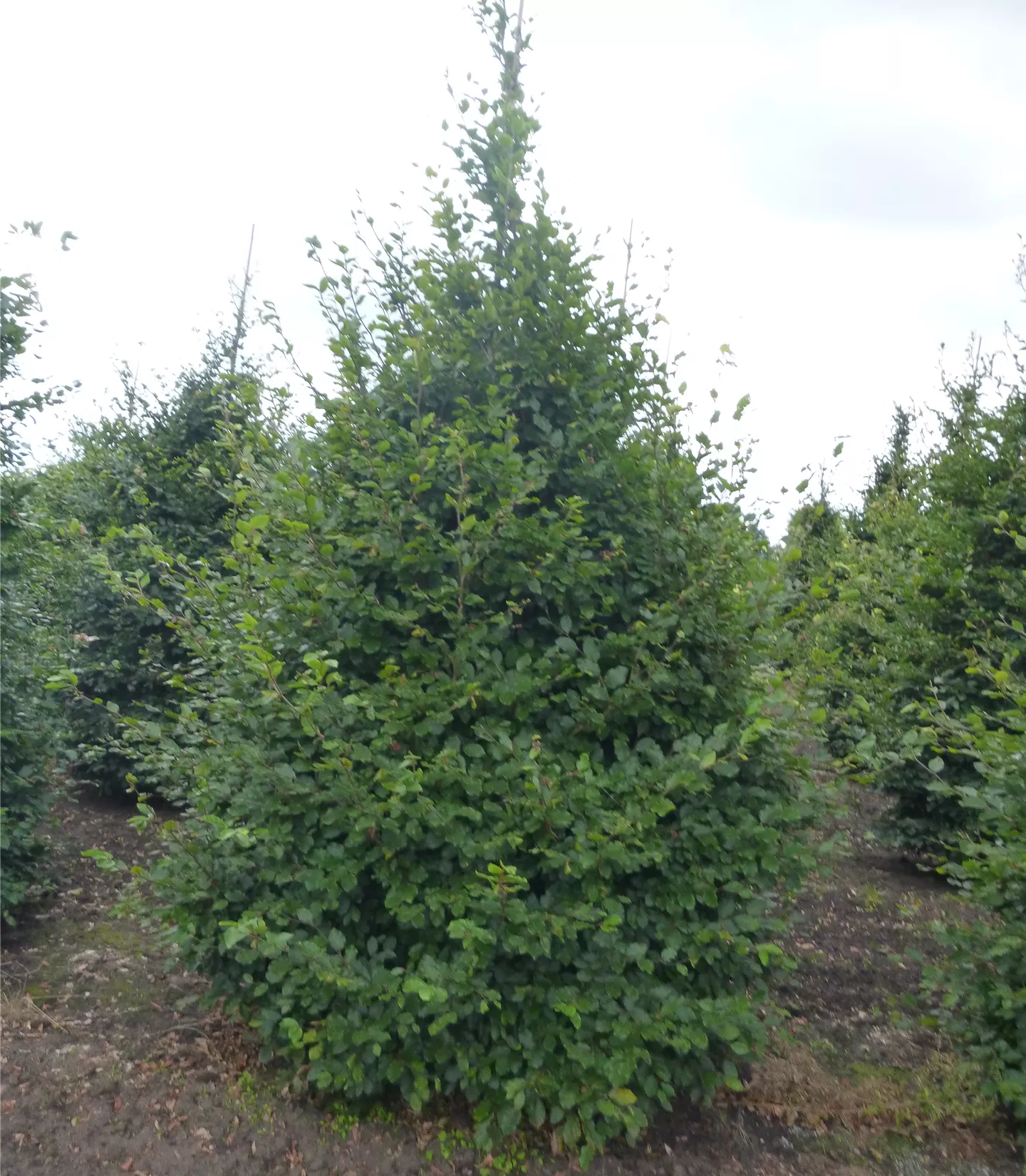 Fagus sylvatica Solitär