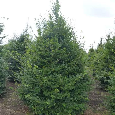 Hochstamm mit Ballen Stammumfang 14 - 16cm - Rotbuche - Fagus sylvatica Solitär