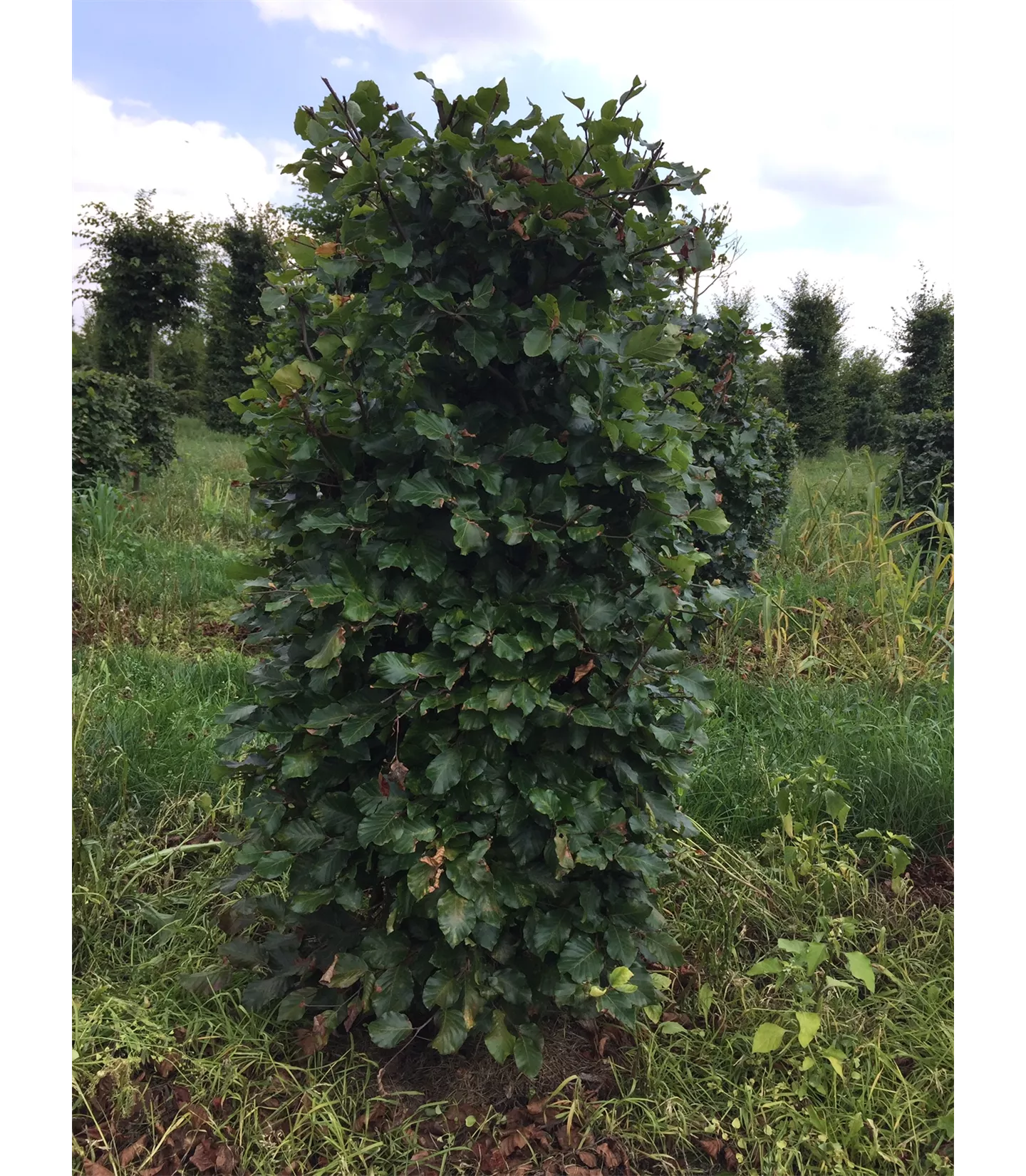 Fagus sylvatica Heckenelemente 5050