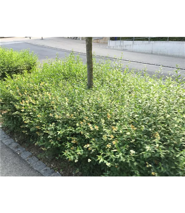 Ligustrum vulgare 'Lodense'