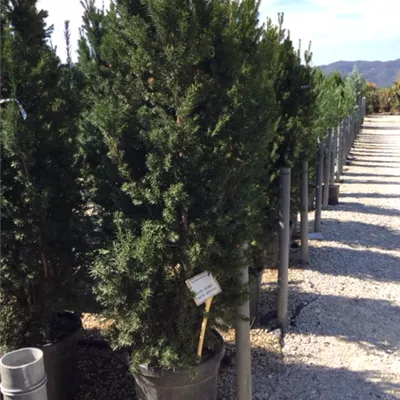 Heckenpflanze mit Ballen Höhe 60-80cm - Bechereibe 'Hicksii' Heckenpflanze - Taxus x media 'Hicksii' Heckenpflanze