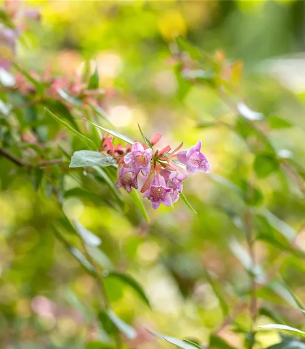 Abelia 'Edward Goucher'