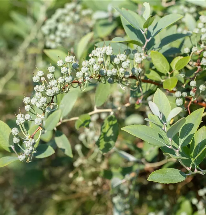 Zenobia pulverulenta