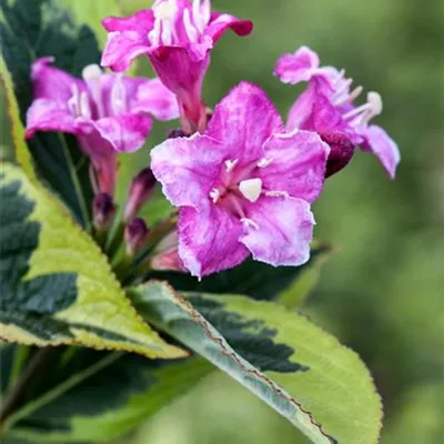 Container 70 - 80 - Weigelie - Weigela 'Rosabella'