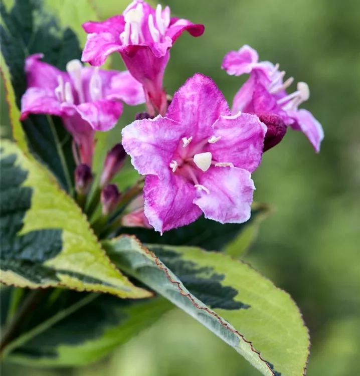 Weigelie - Weigela 'Rosabella'