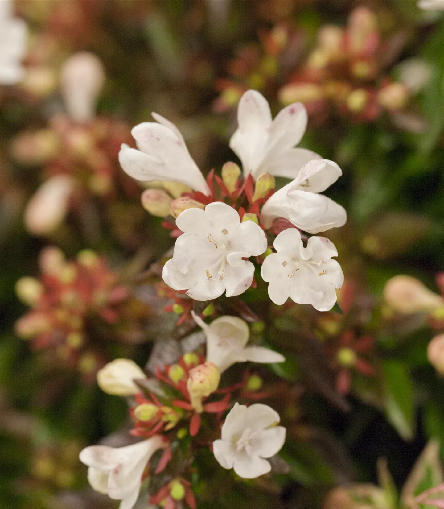 Abelia grandiflora (x) 'Kaleidoskop'