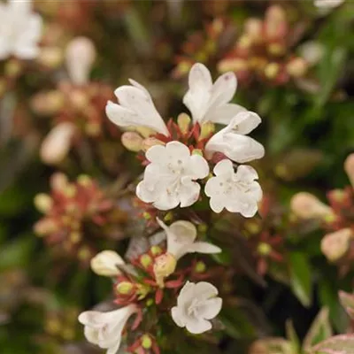 im Container 40 - 50 - Abelie - Abelia grandiflora (x) 'Kaleidoskop'