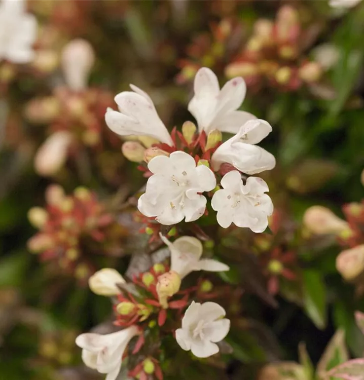 Abelie - Abelia grandiflora (x) 'Kaleidoskop'