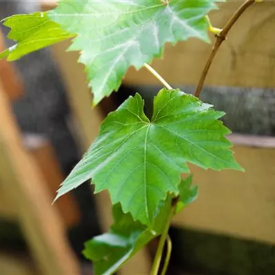 Topfgrösse 4 Liter - Vitis (Hybridrebe) 'Venus'